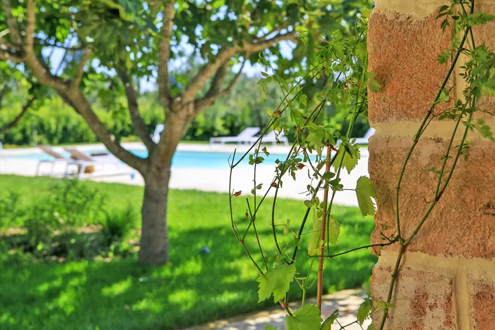 Il frutteto verso la piscina