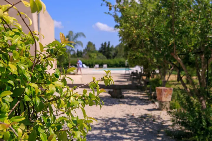 Il giardino di agrumi