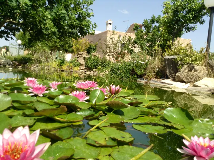 Lo stagno con le ninfee in fiore davanti alla masseria